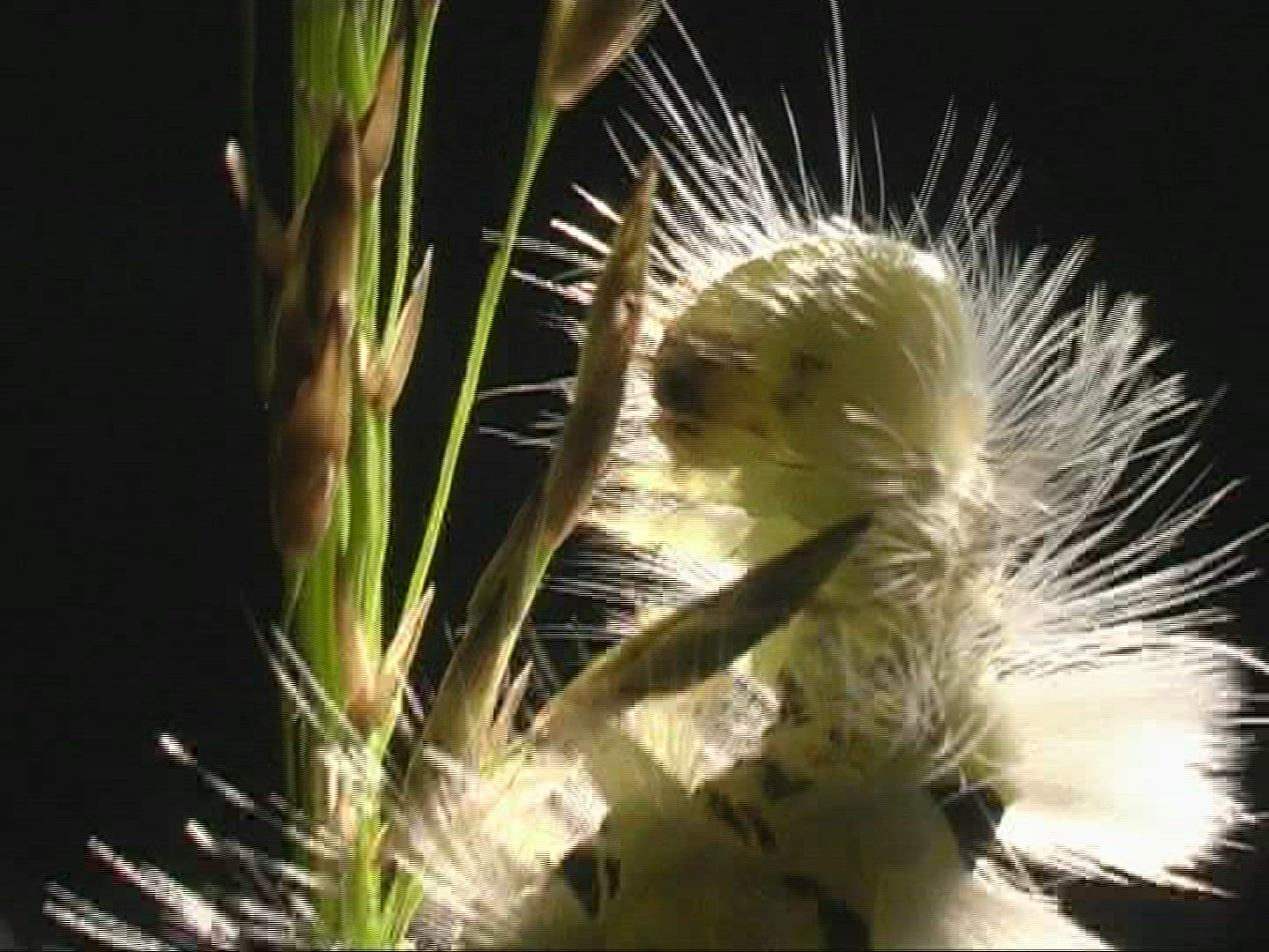513130561 / Caterpillar / Insect