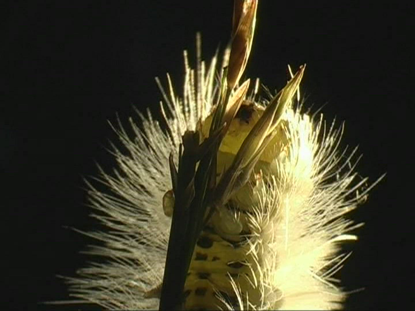 345399701 / Caterpillar / Insect