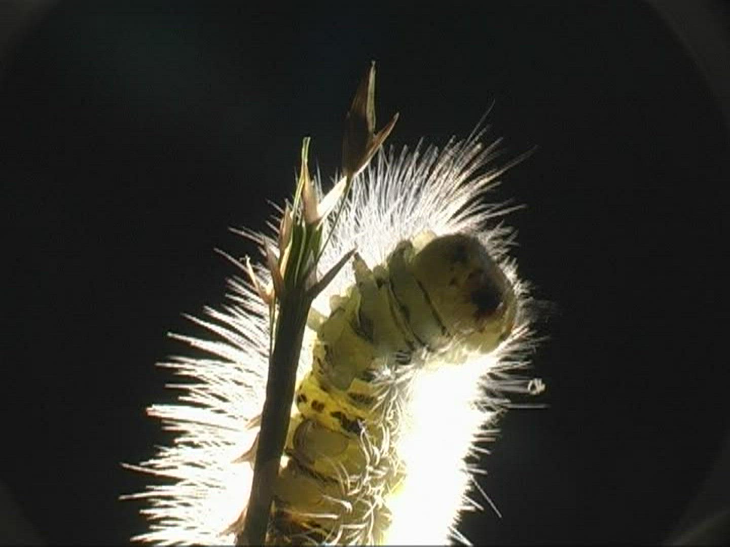 131904651 / Caterpillar / Insect