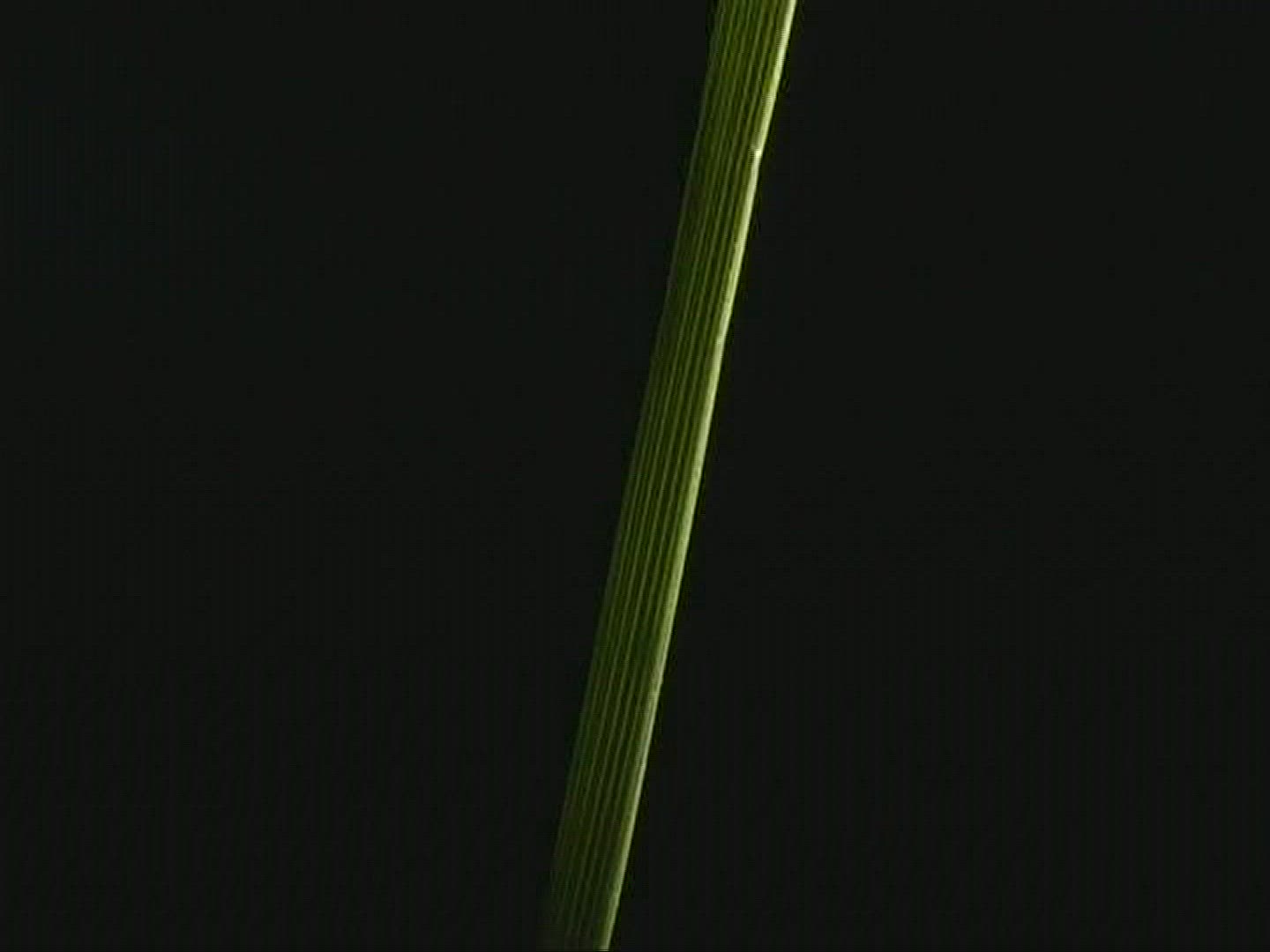 442826018 / Caterpillar / Insect
