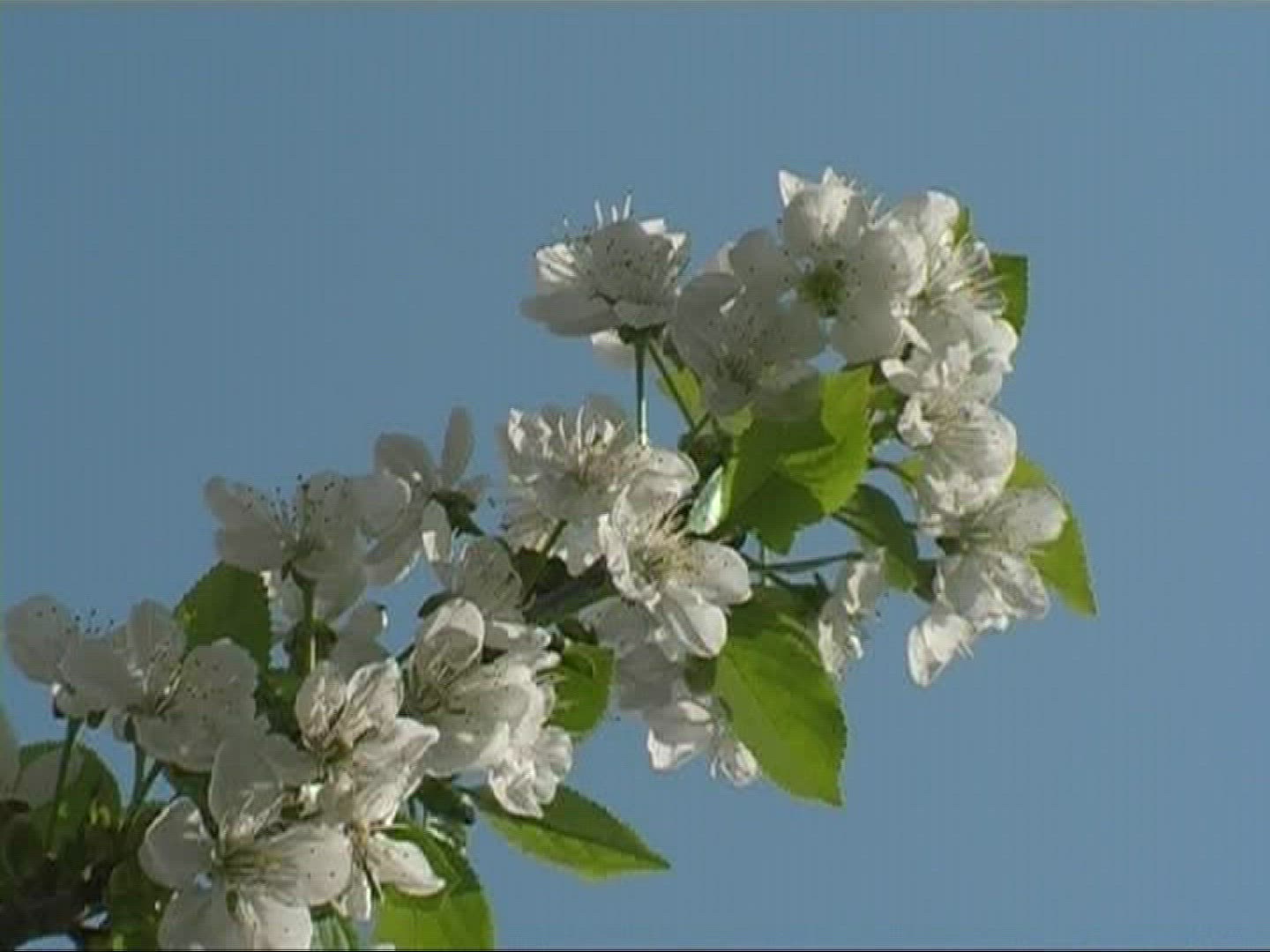 861494498 / Blossom / White / Europe