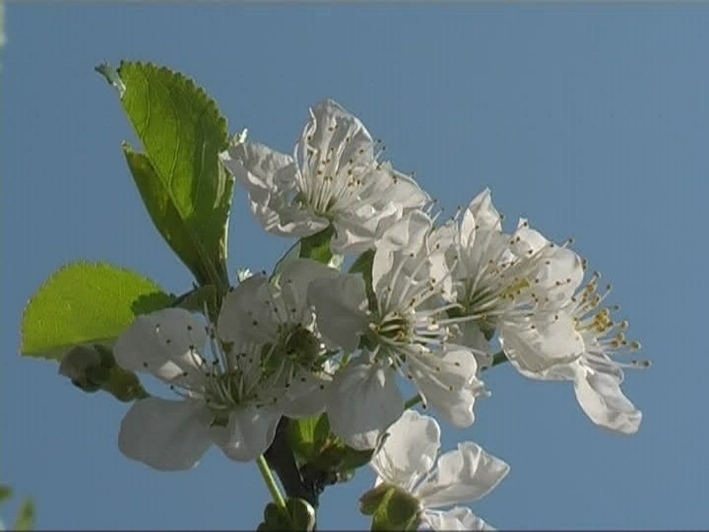 704093250 / Blossom / White / Europe