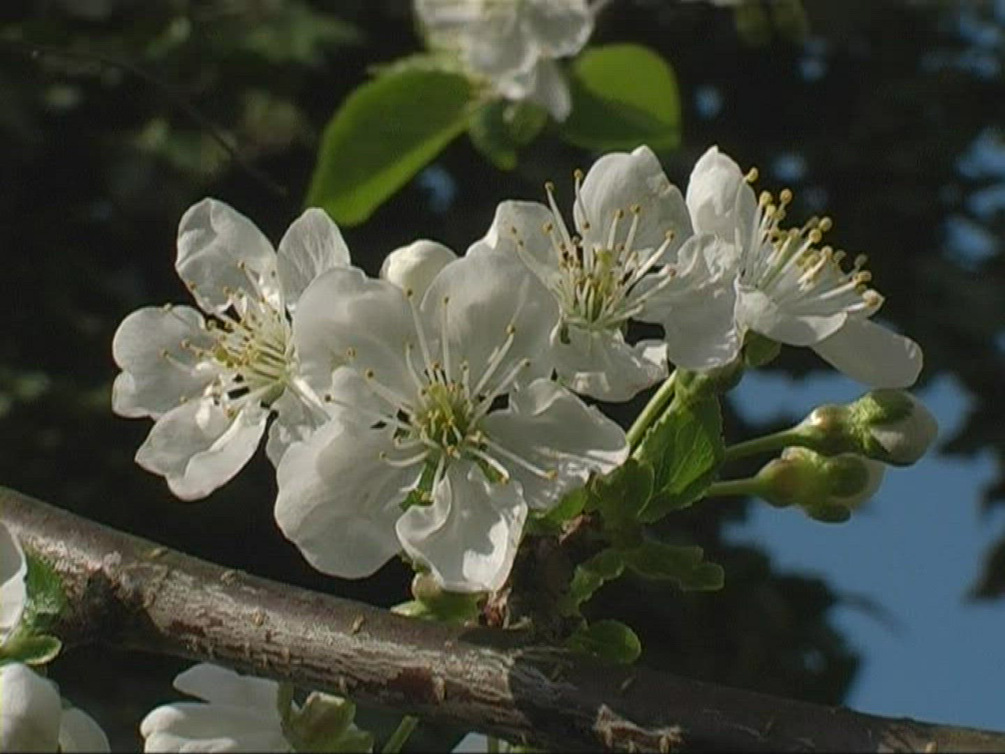 388725185 / Blossom / White / Europe