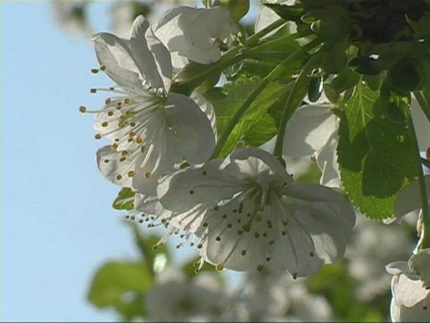 745188803 / Blossom / White / Europe