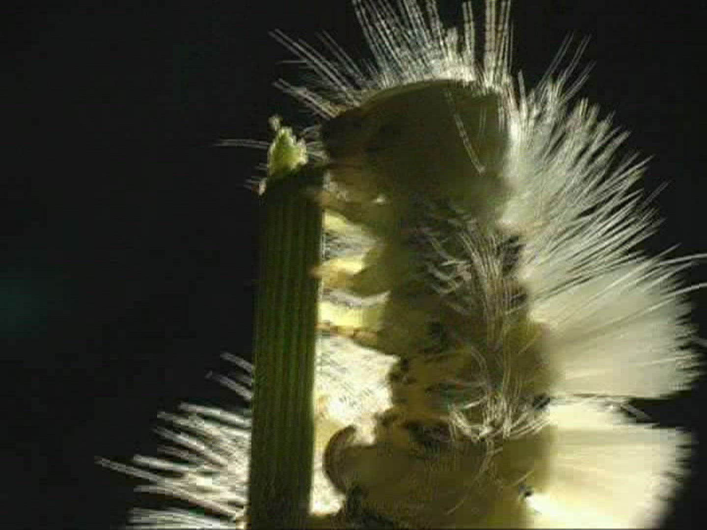 210500368 / Caterpillar / Insect