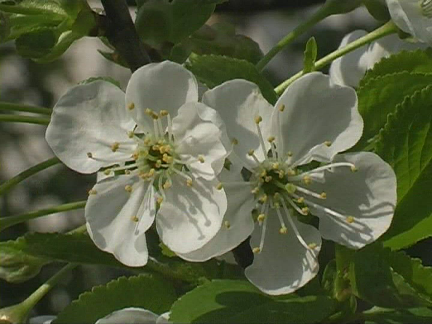 754331502 / Blossom / White / Europe
