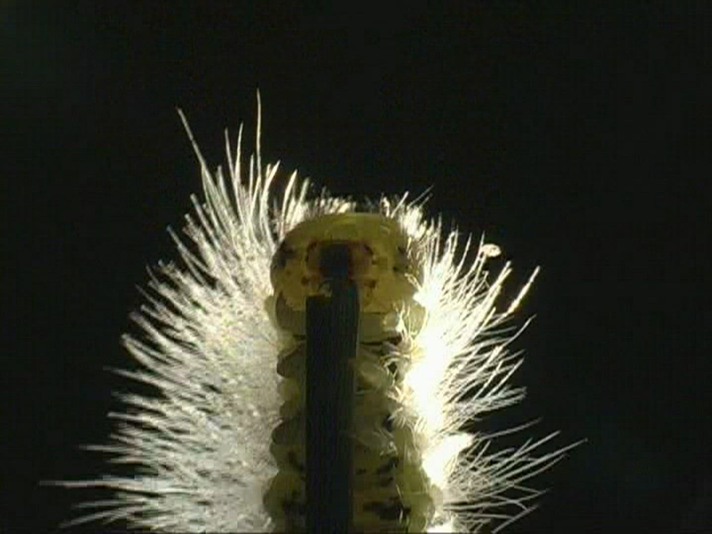 789211865 / Caterpillar / Insect