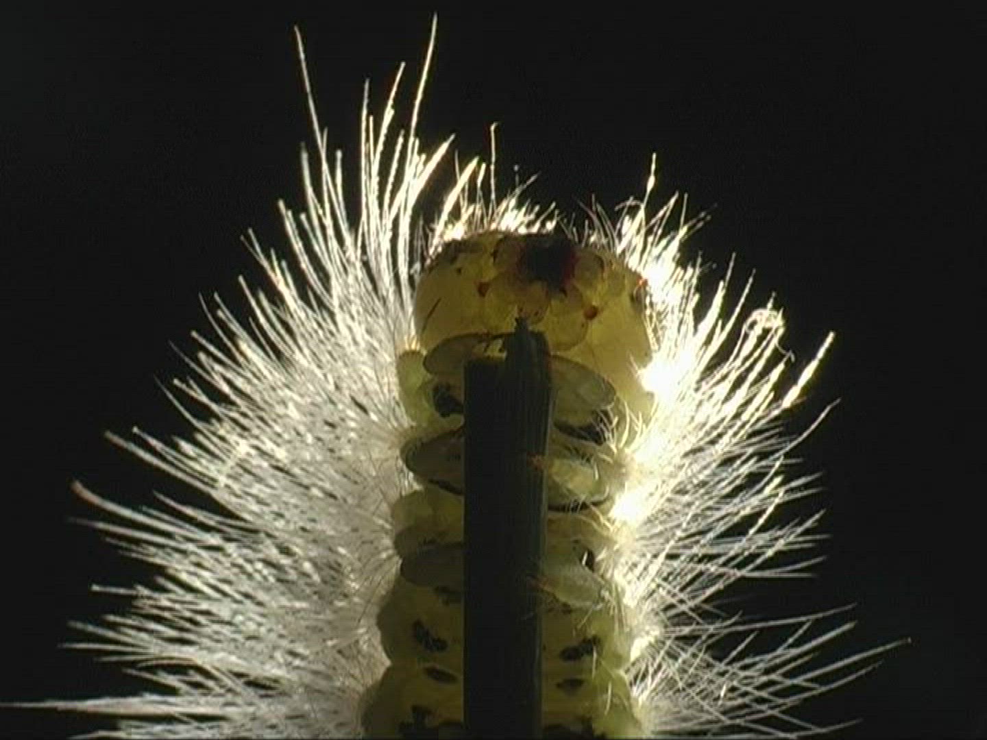 945728874 / Caterpillar / Insect
