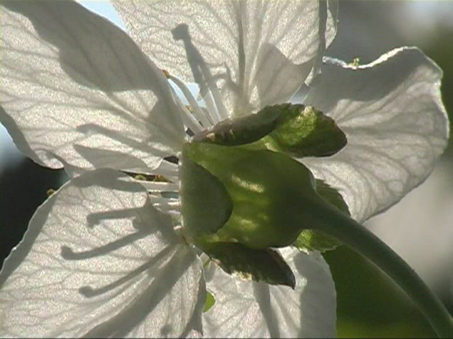 353678955 / Blossom / White / Europe
