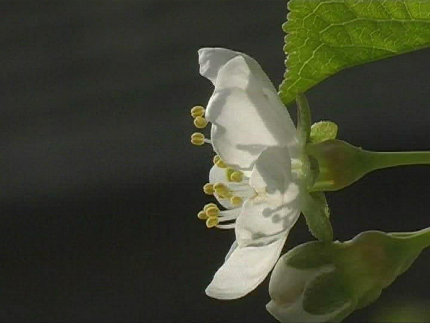 824773932 / Blossom / White / Europe