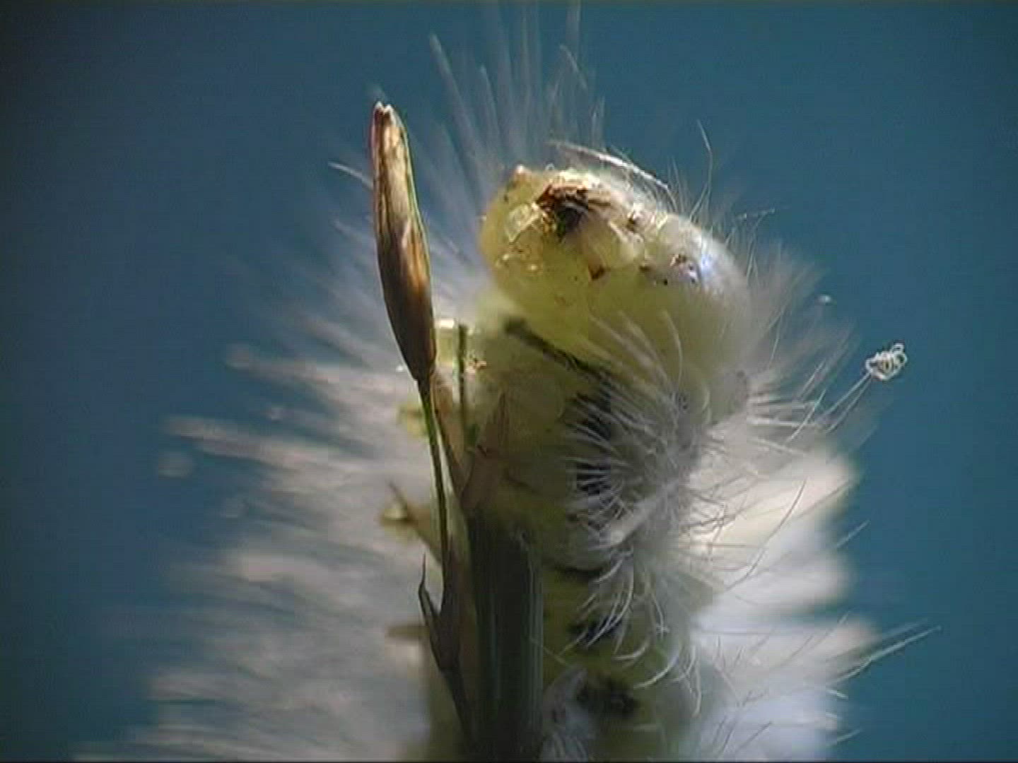 611056501 / Caterpillar / Insect