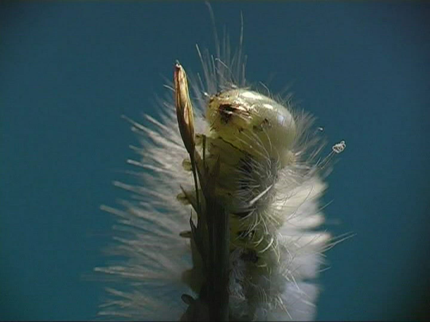 598193655 / Caterpillar / Insect