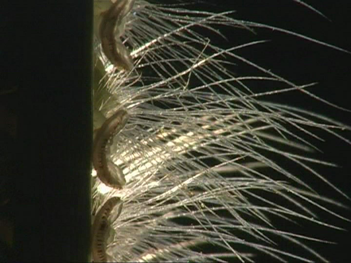 852427982 / Caterpillar / Insect