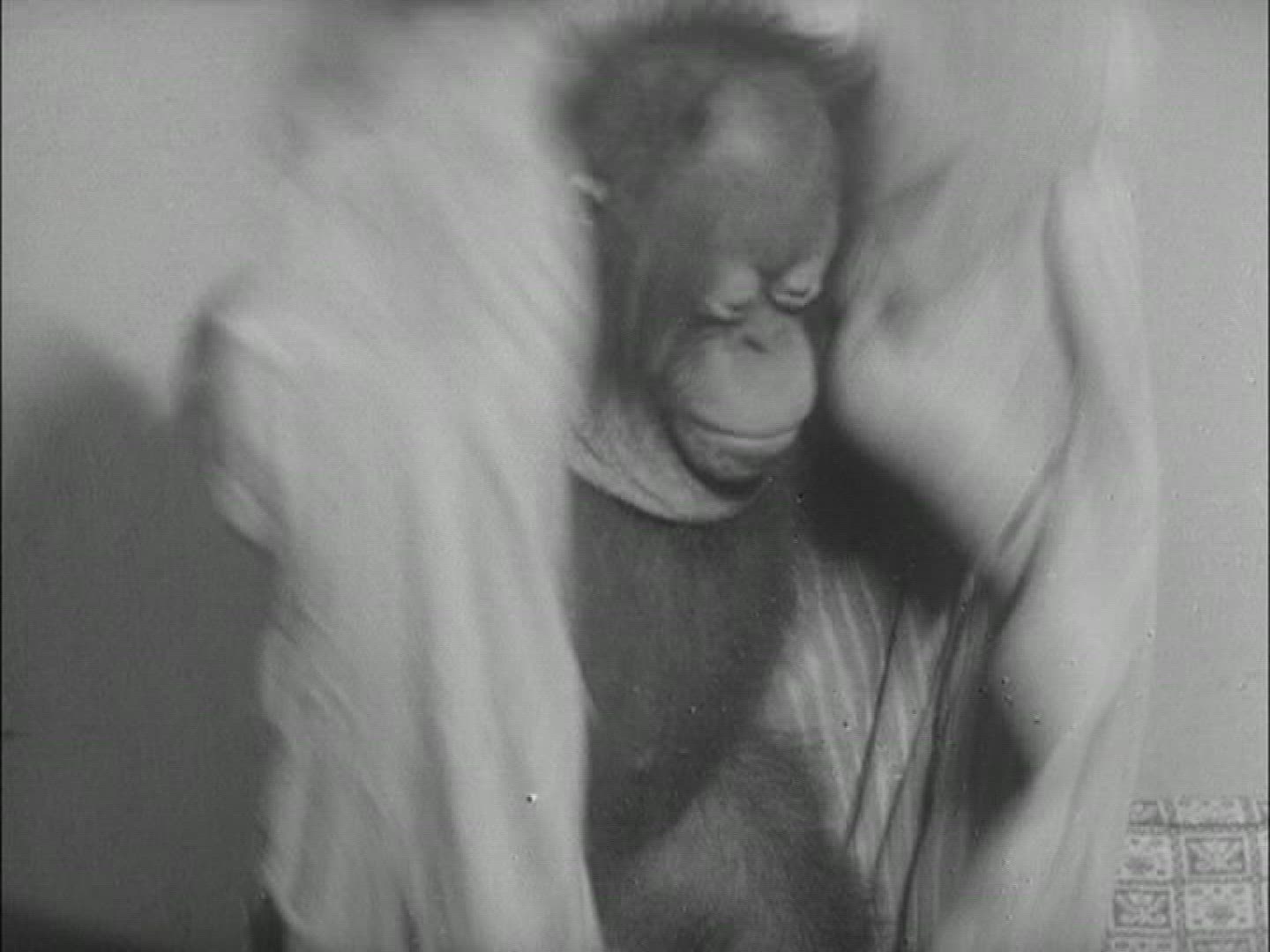 287190449 / Zoo / Berlin / Germany / 1957-1958