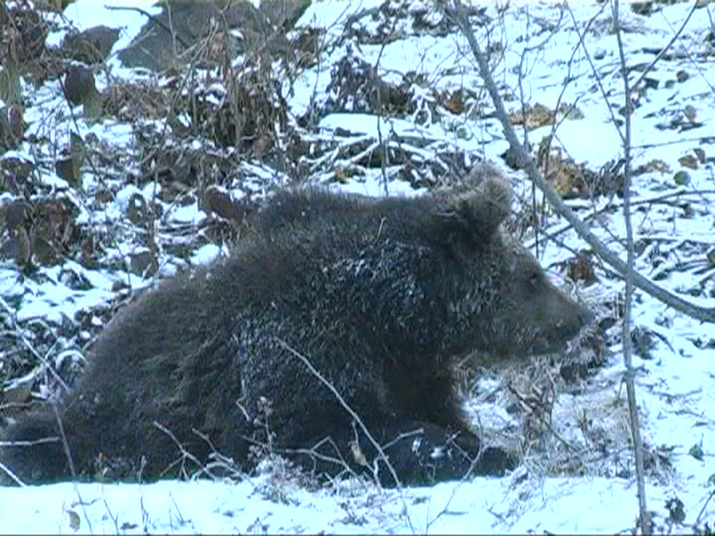 696031784 / Brown Bear / National Park / Bavaria / Germany