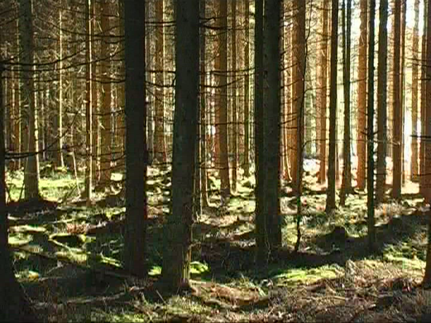 581308042 / Coniferous Forest / National Park / Bavaria / Germany