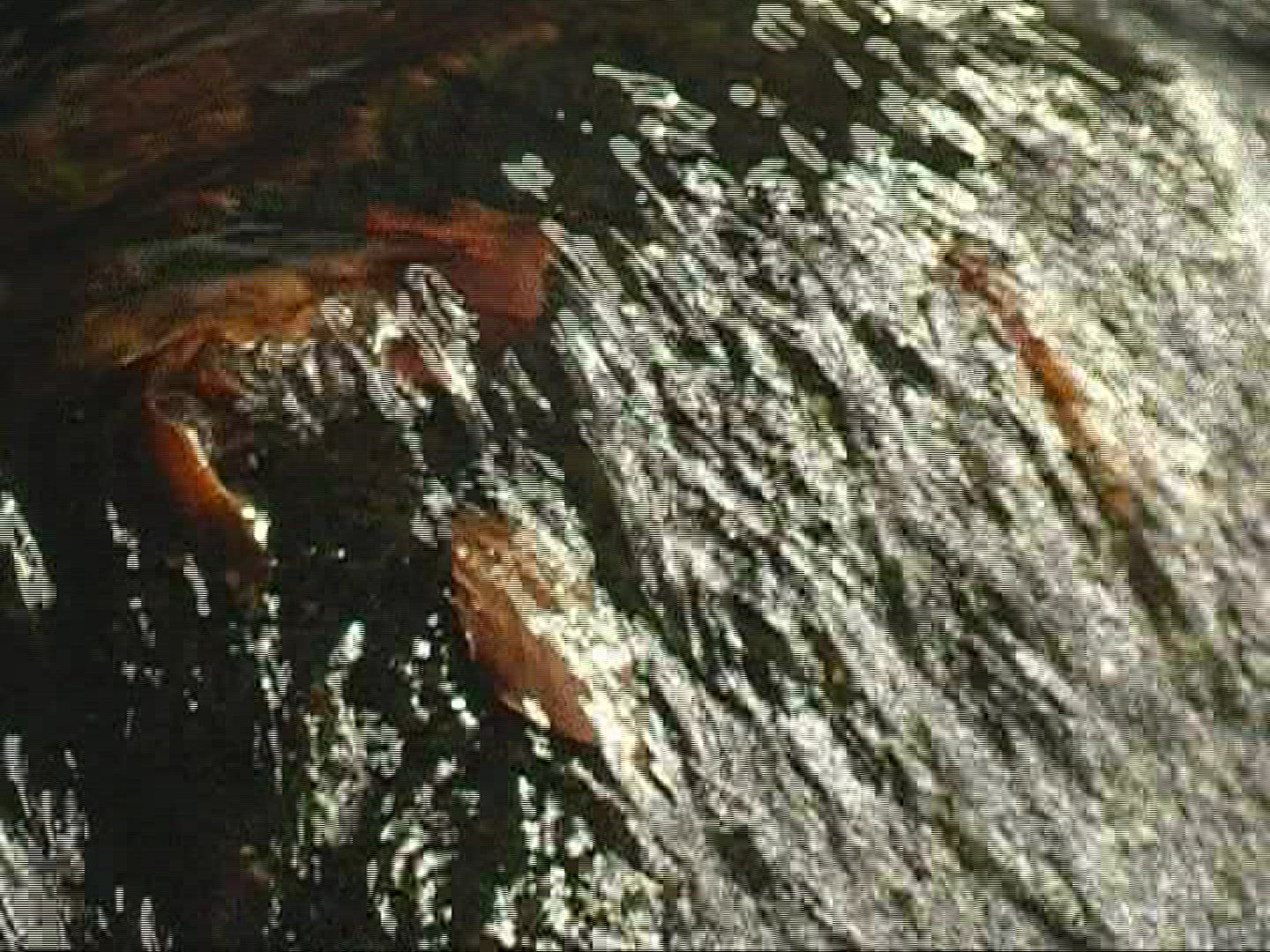 664486503 / Ice / Little Ohe / Bavarian Forest / Germany