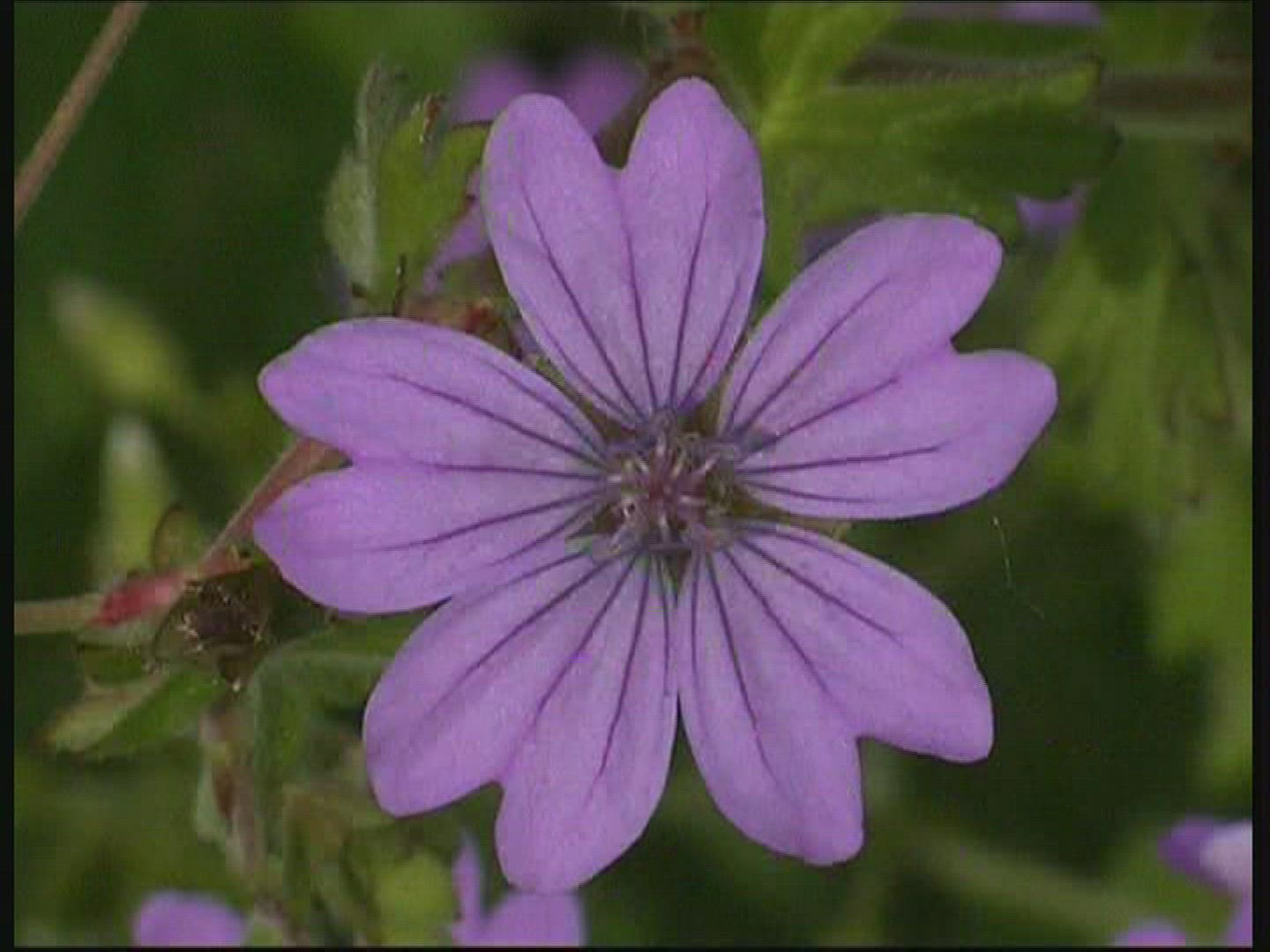 995869464 / Blossom / Purple / Europe
