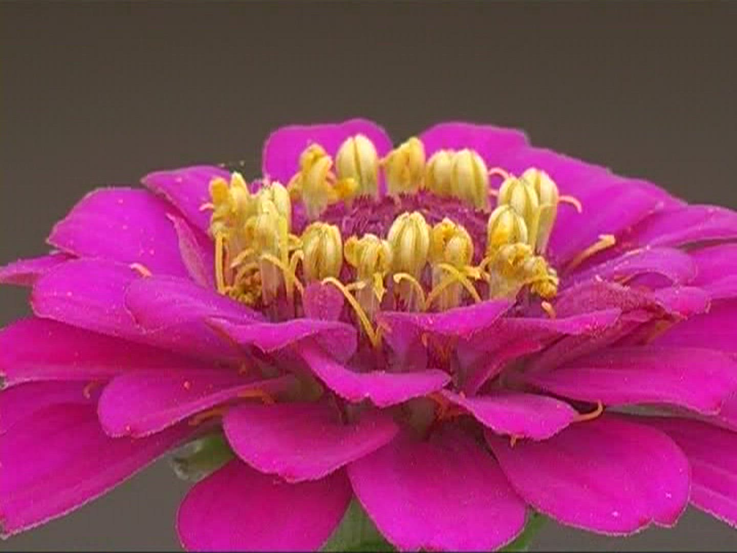 315588606 / Blossom / Pink / Pink / Europe