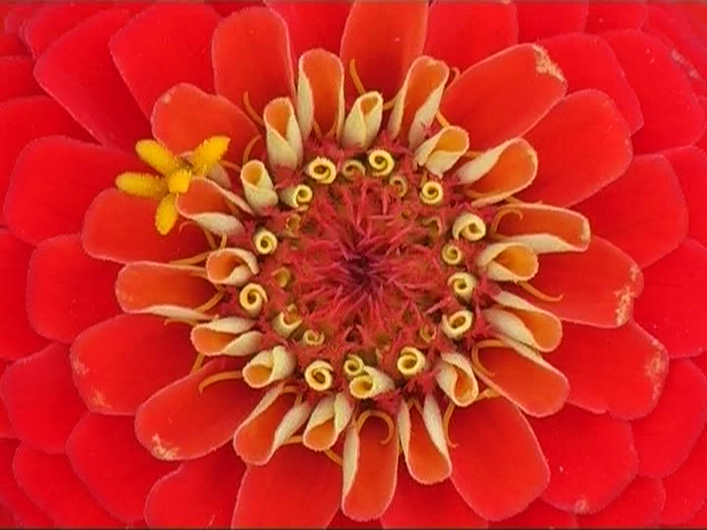 702546167 / Blossom / Orange / Red / Europe