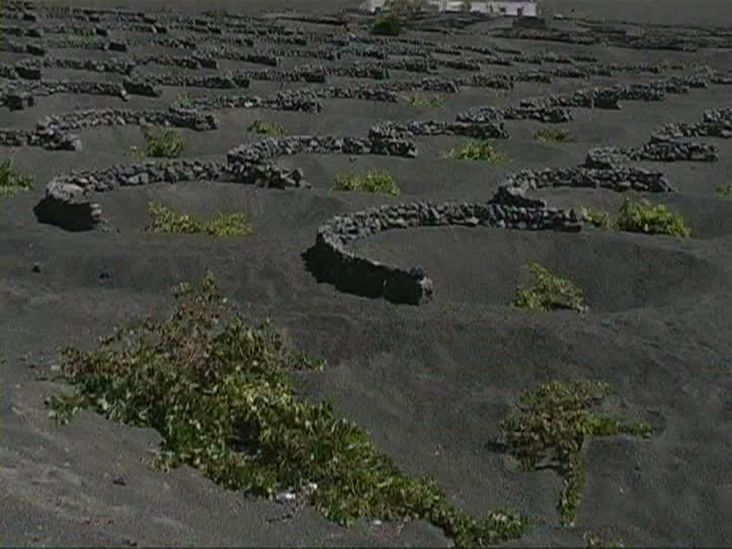 594765902 / Viniculture / Dryfield Farming / Lanzarote