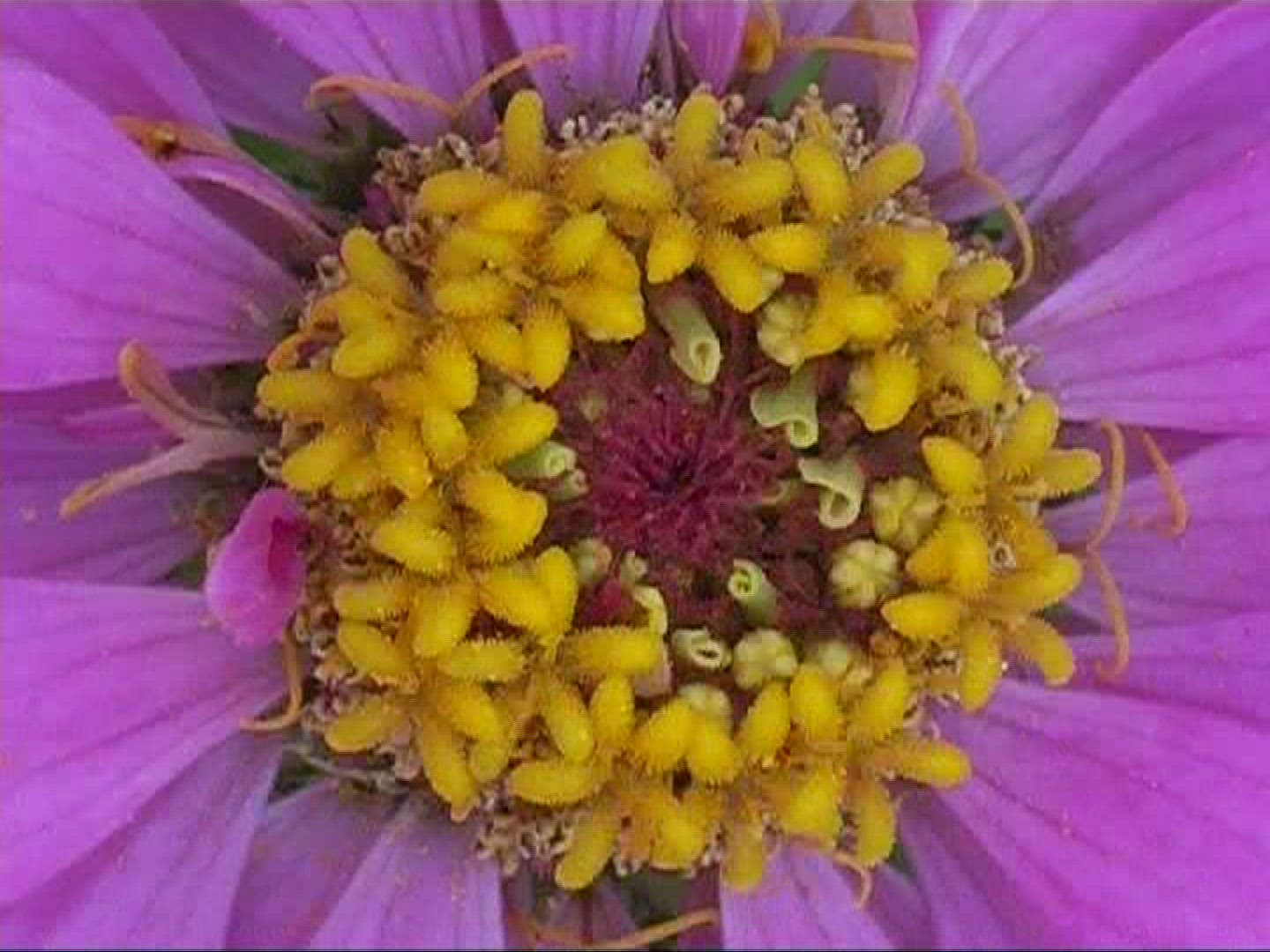 643969293 / Blossom / Purple / Europe