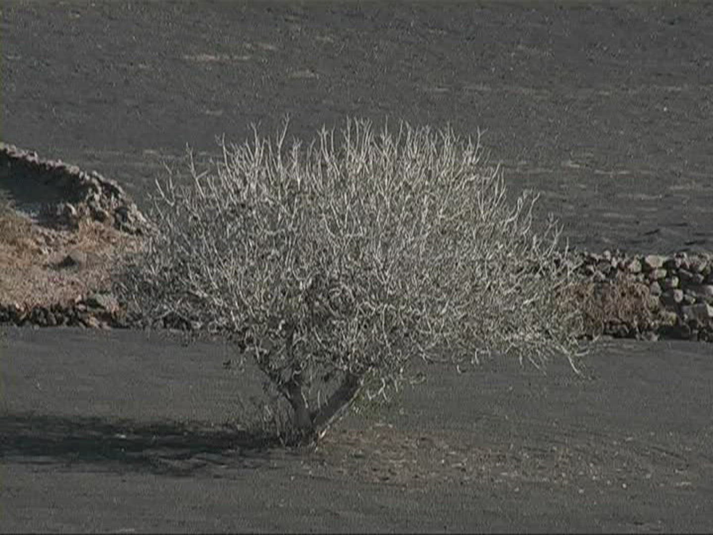 643046380 / Terrace / Field / Lanzarote