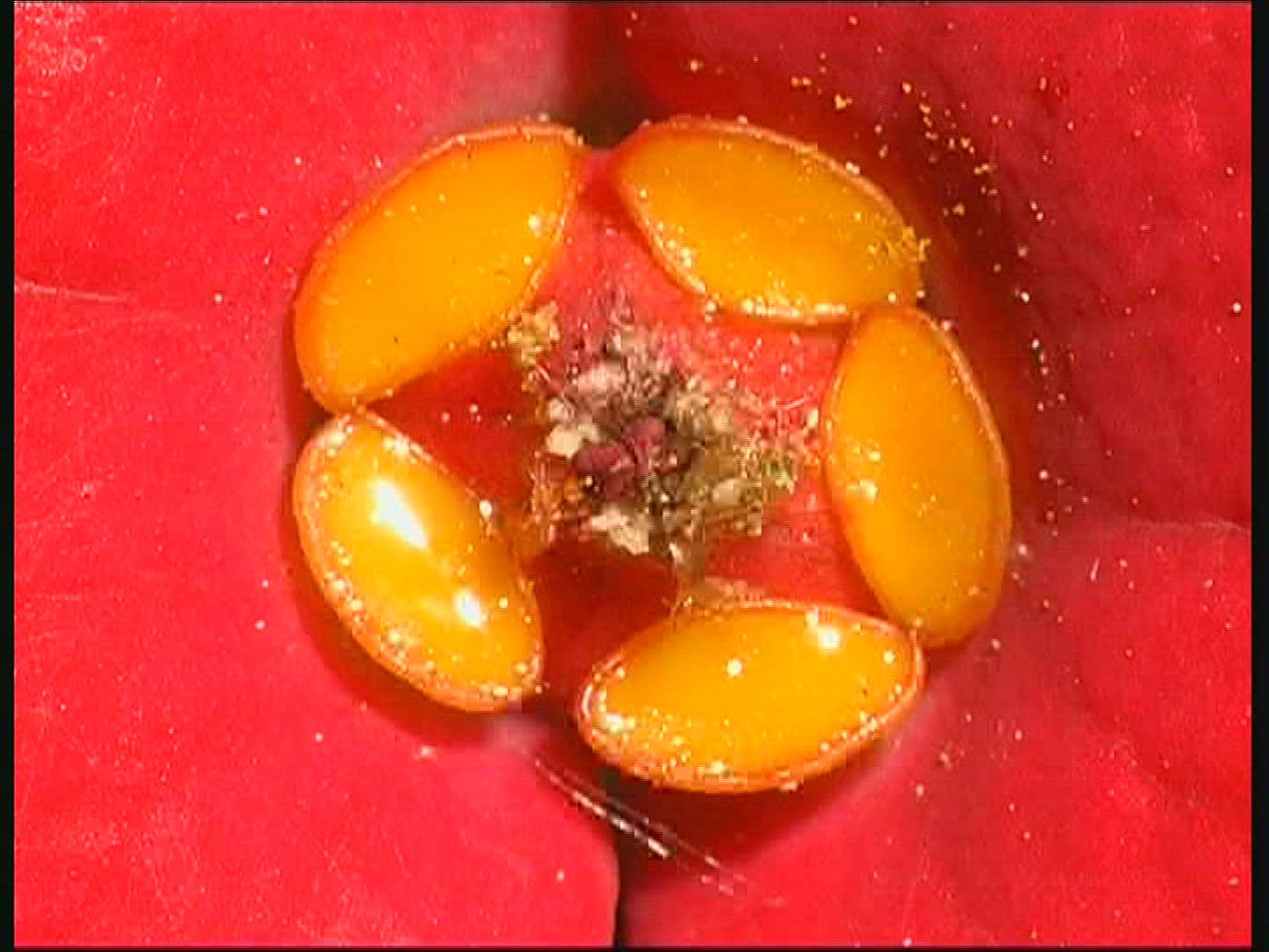 118442507 / Blossom / Orange / Red / Europe