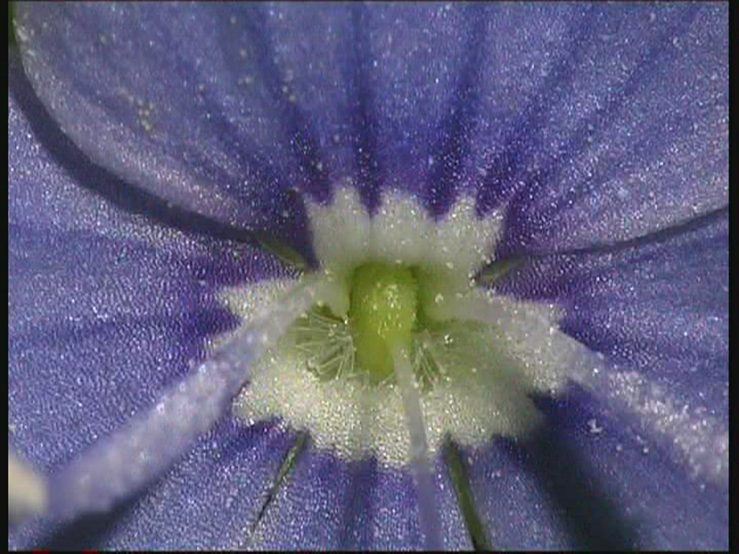 959659132 / Blossom / Blue / Europe