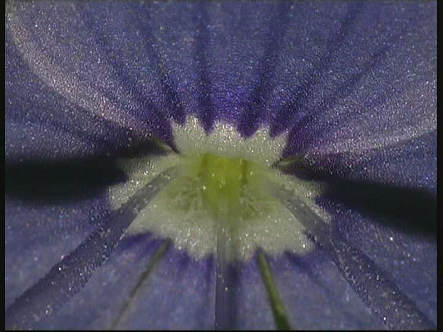 207350358 / Blossom / Blue / Europe