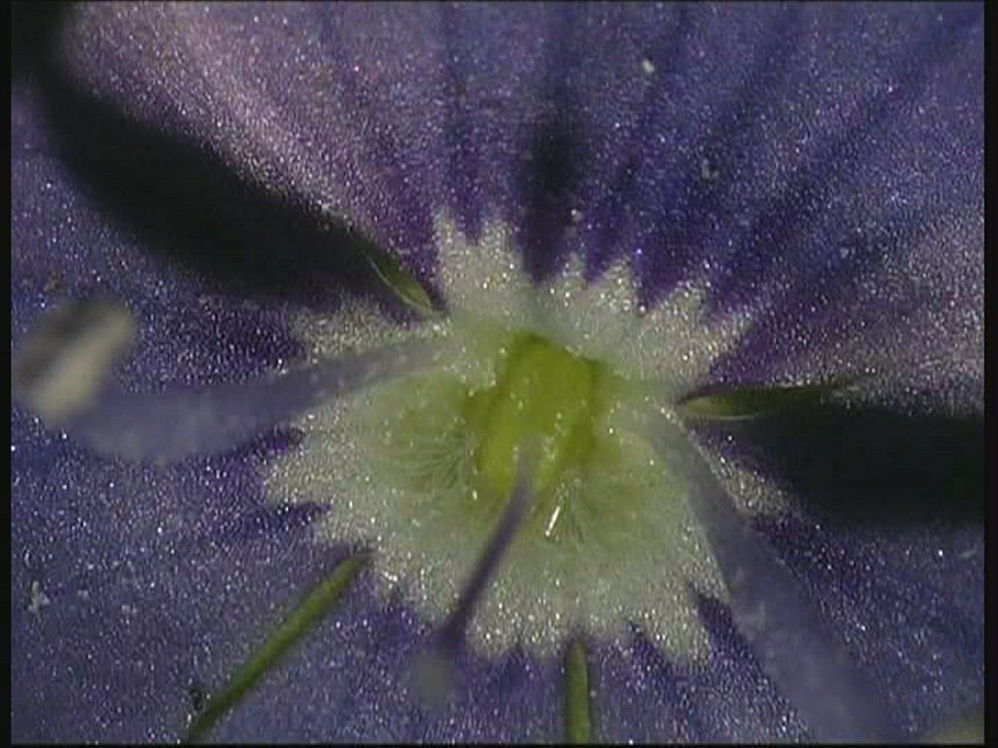 118145146 / Blossom / Blue / Europe