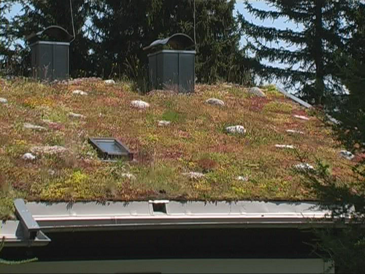 105574500 / Plant Vegetation On The Roof / House / Austria