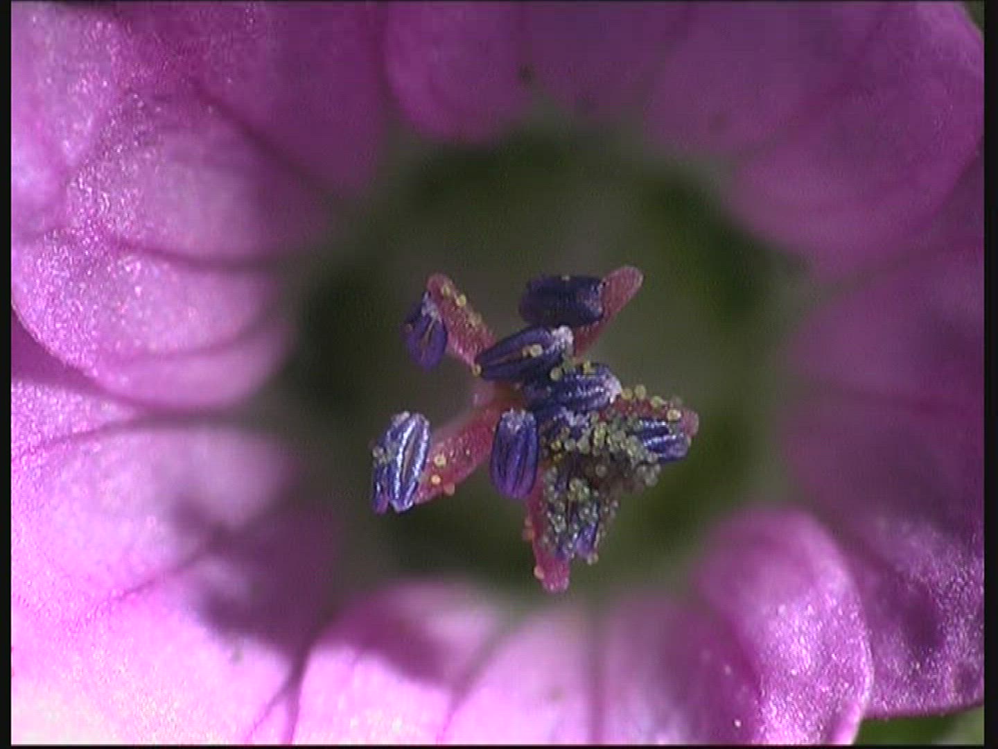 776289450 / Blossom / Purple / Europe