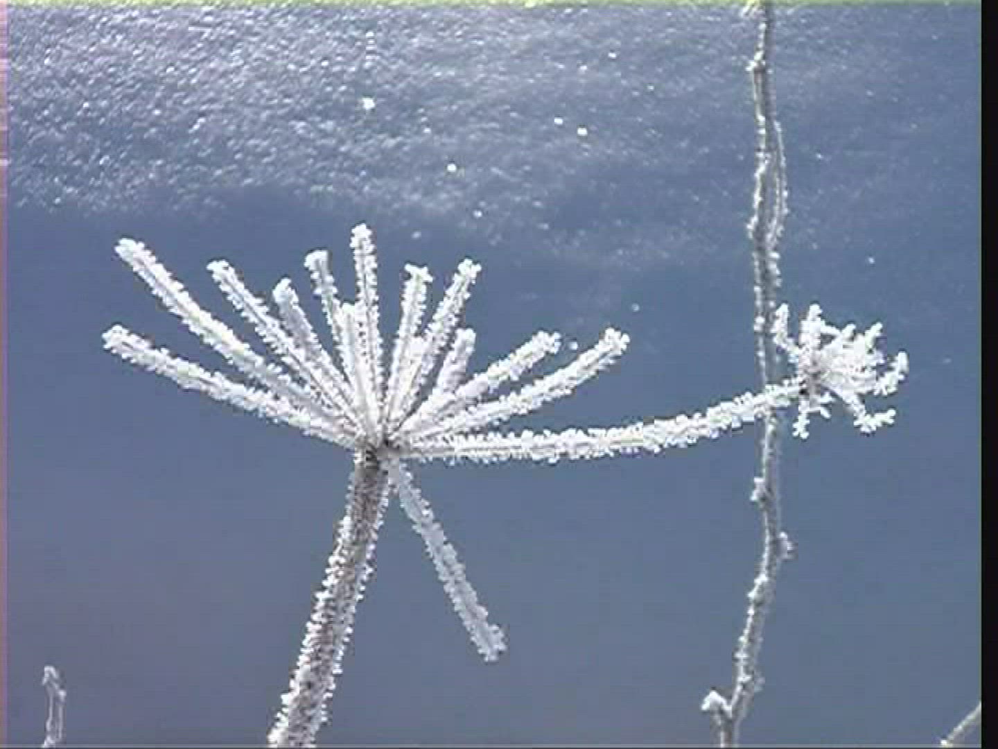 907441037 / Winter / Bavarian Forest / Bavaria / Germany