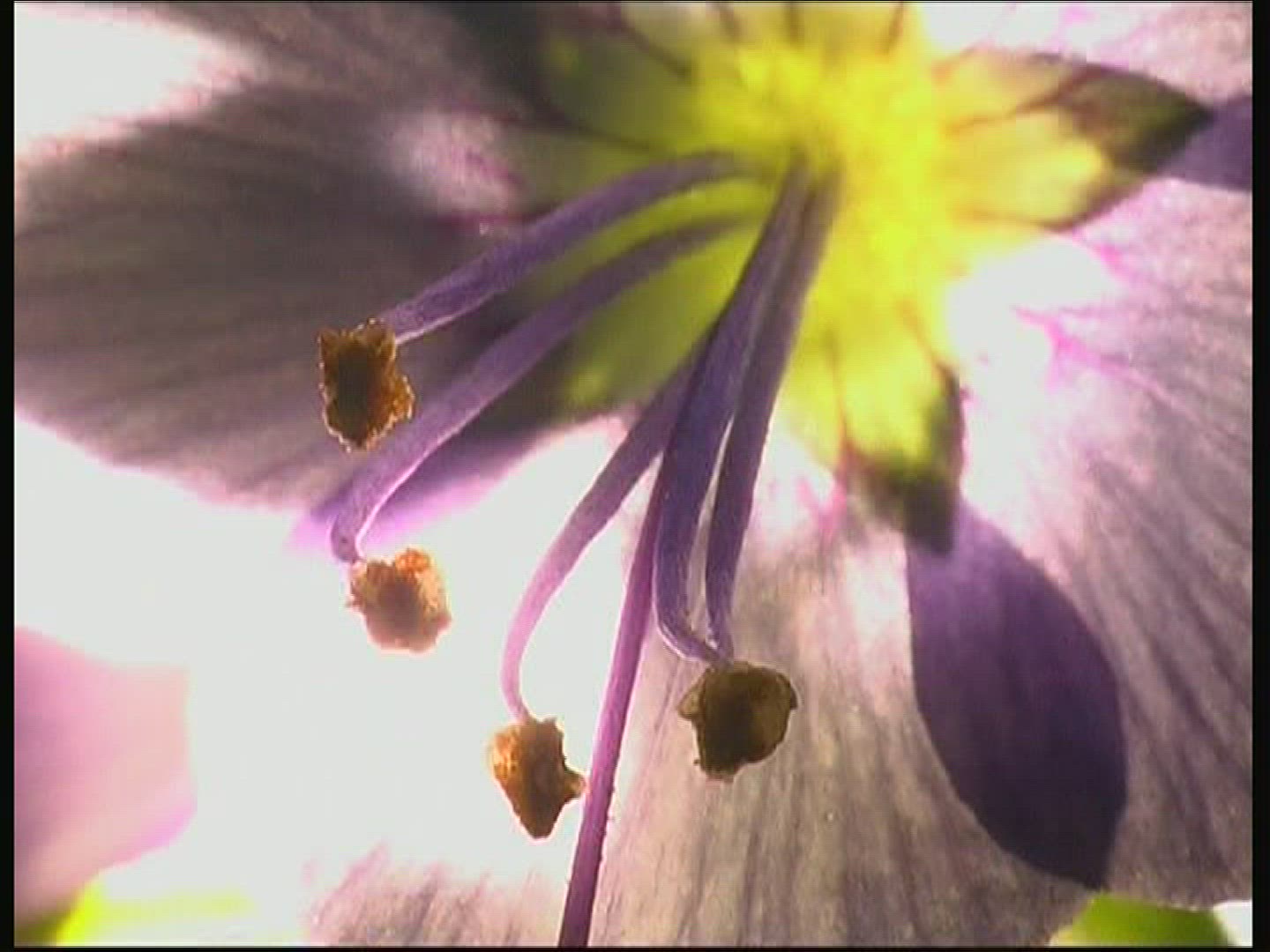 957106314 / Blossom / Purple / Europe