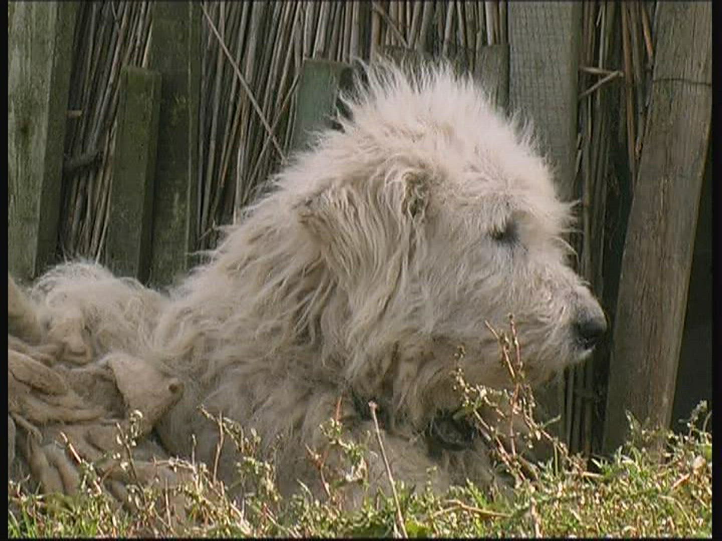 367467070 / Dog / National Park / Hungary