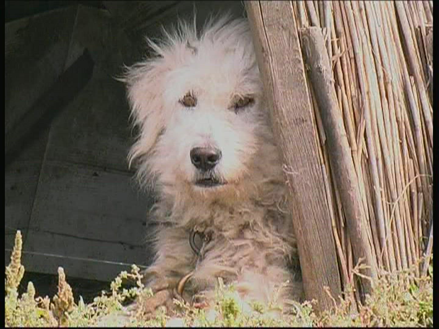 427718100 / Dog / National Park / Hungary