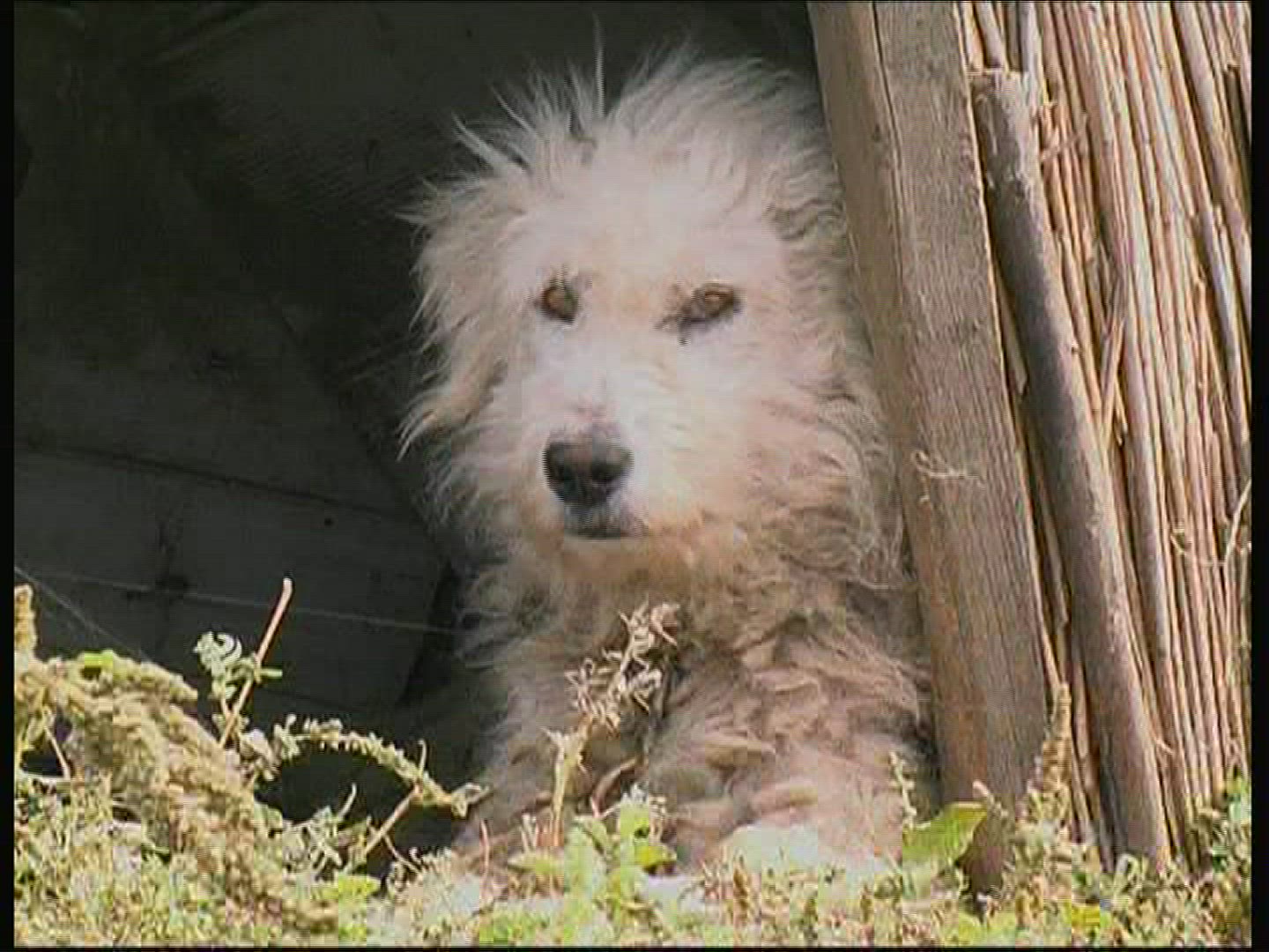 851905853 / Dog / National Park / Hungary