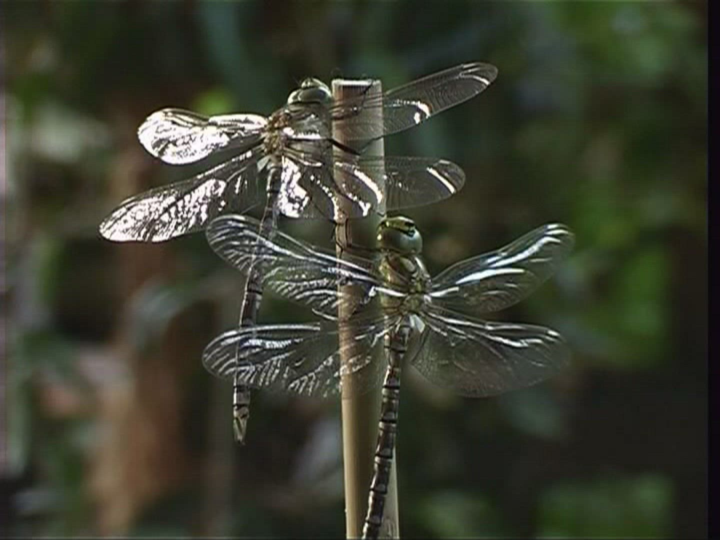 446351489 / Stipe / Hawker