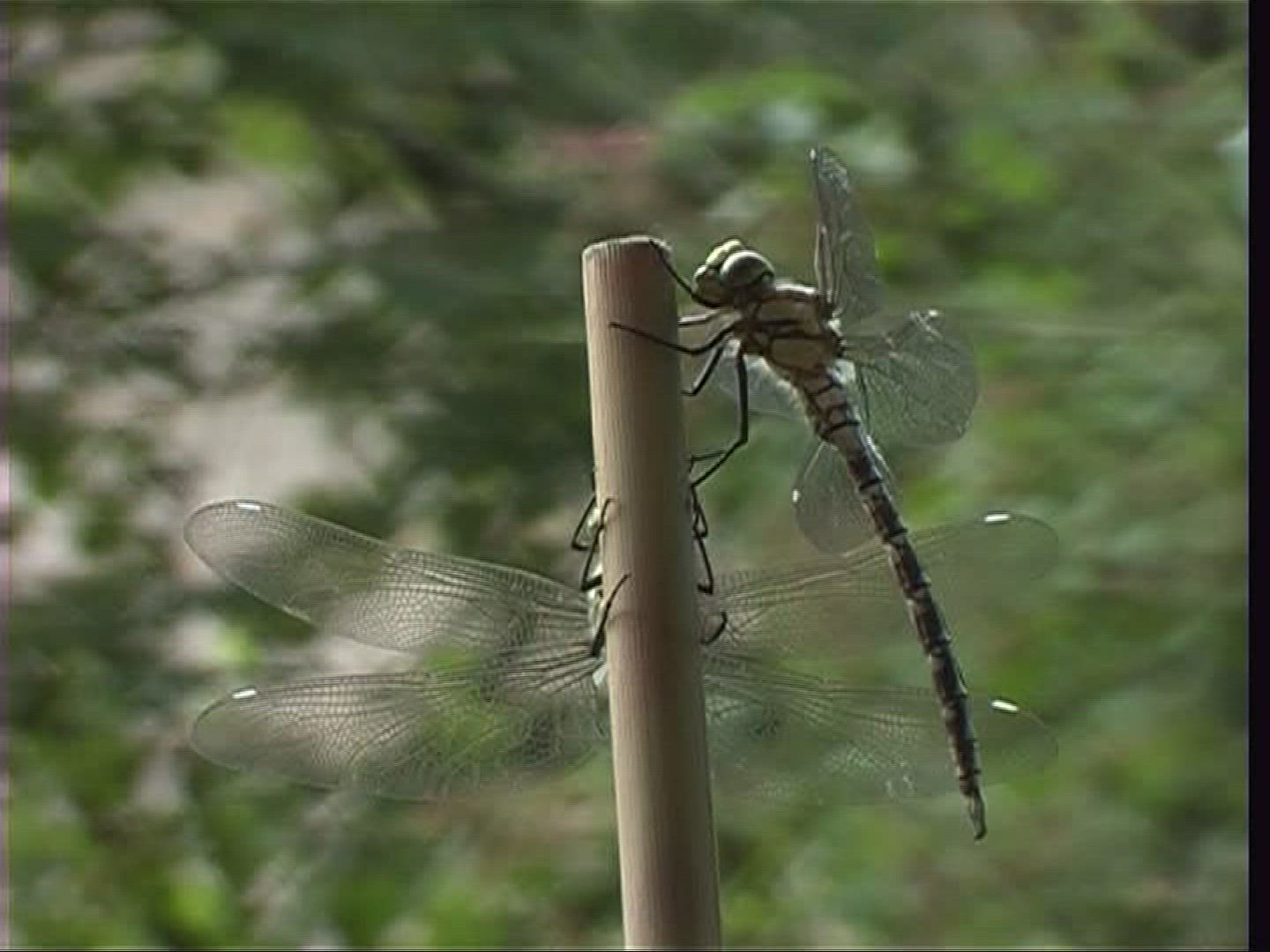 323284768 / Stipe / Hawker