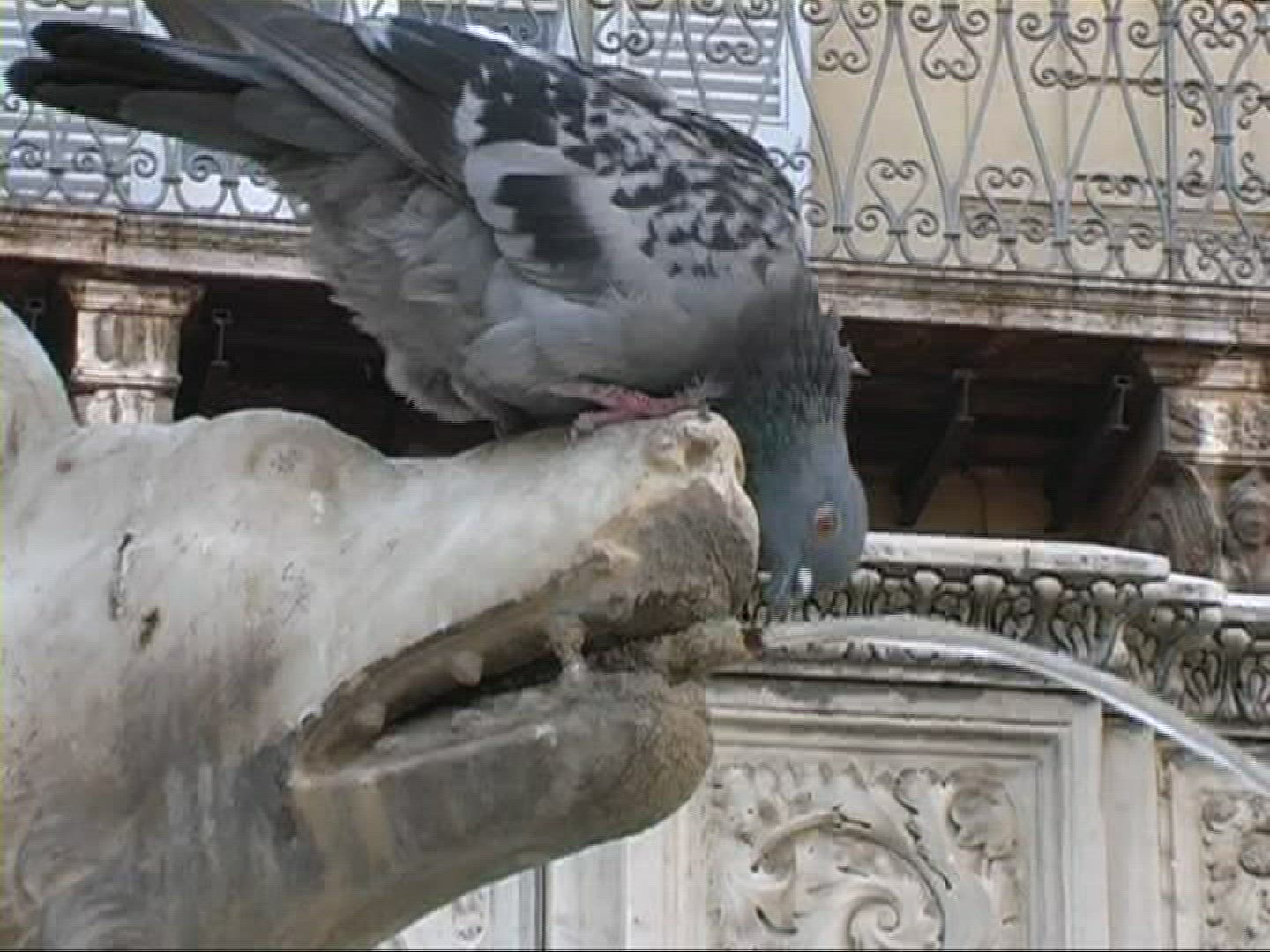 118889018 / Pigeon / Drinking / Water Jet / Germany