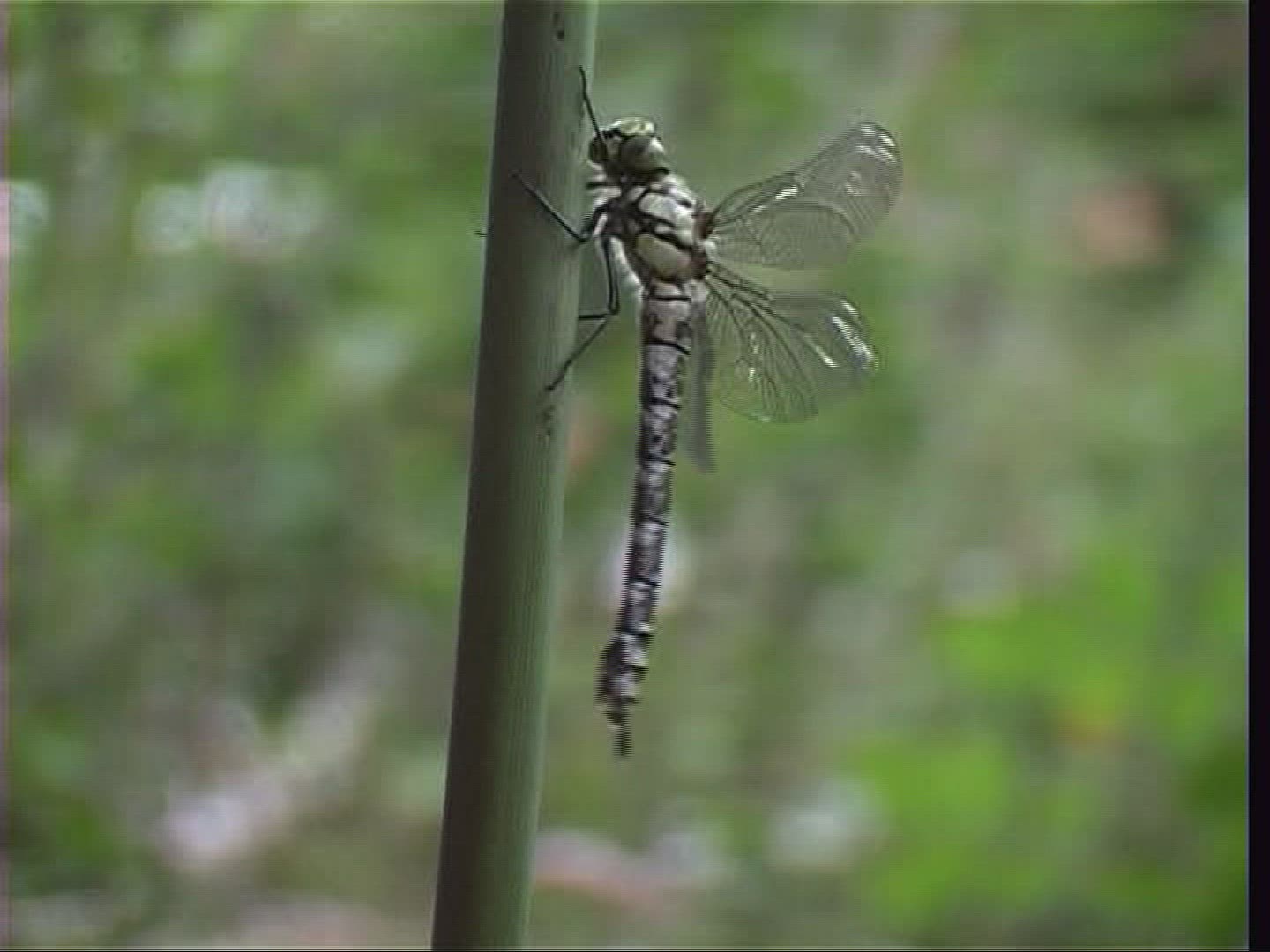 227084769 / Stipe / Hawker