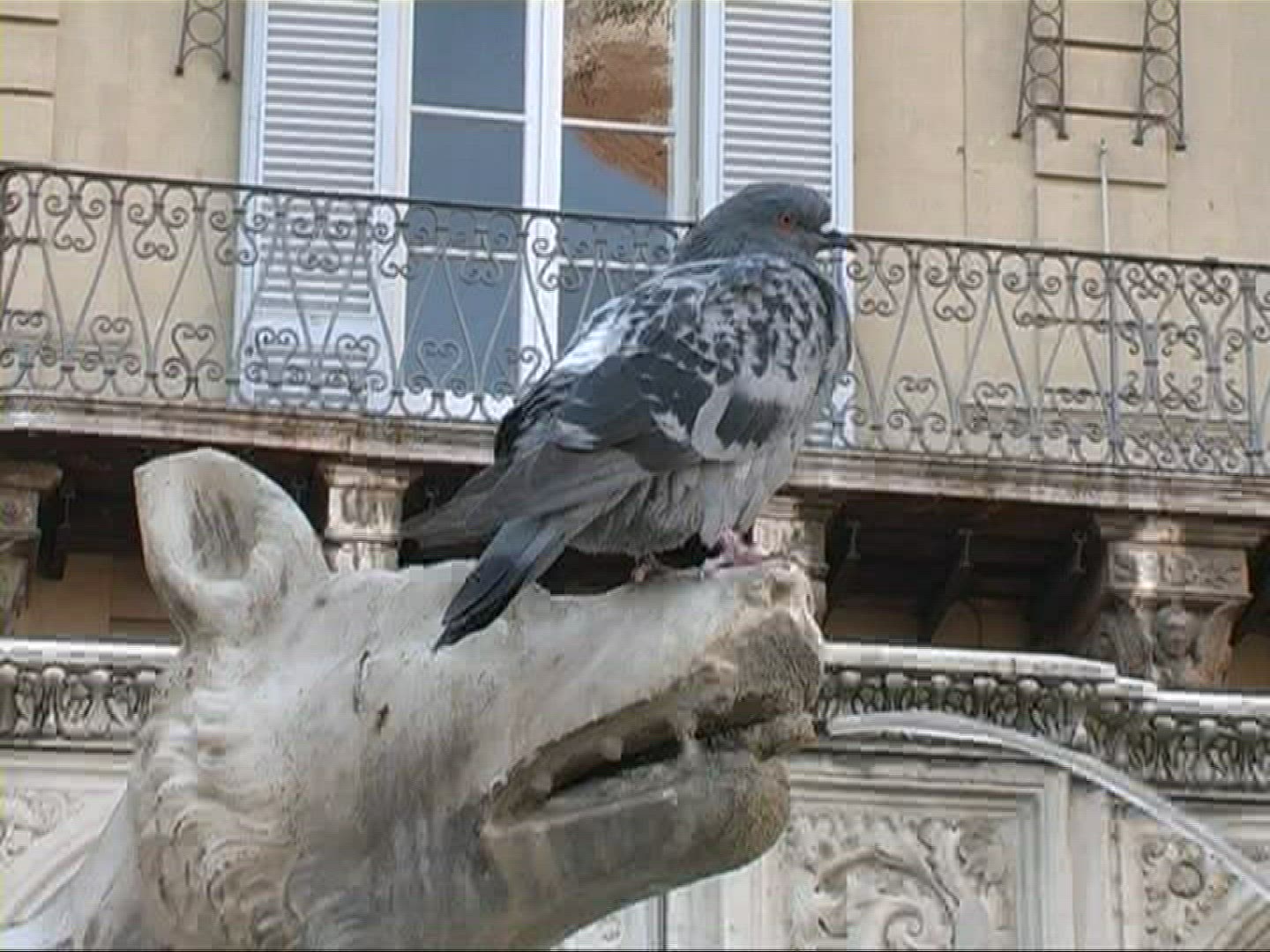 900059356 / Pigeon / Drinking / Water Jet / Germany