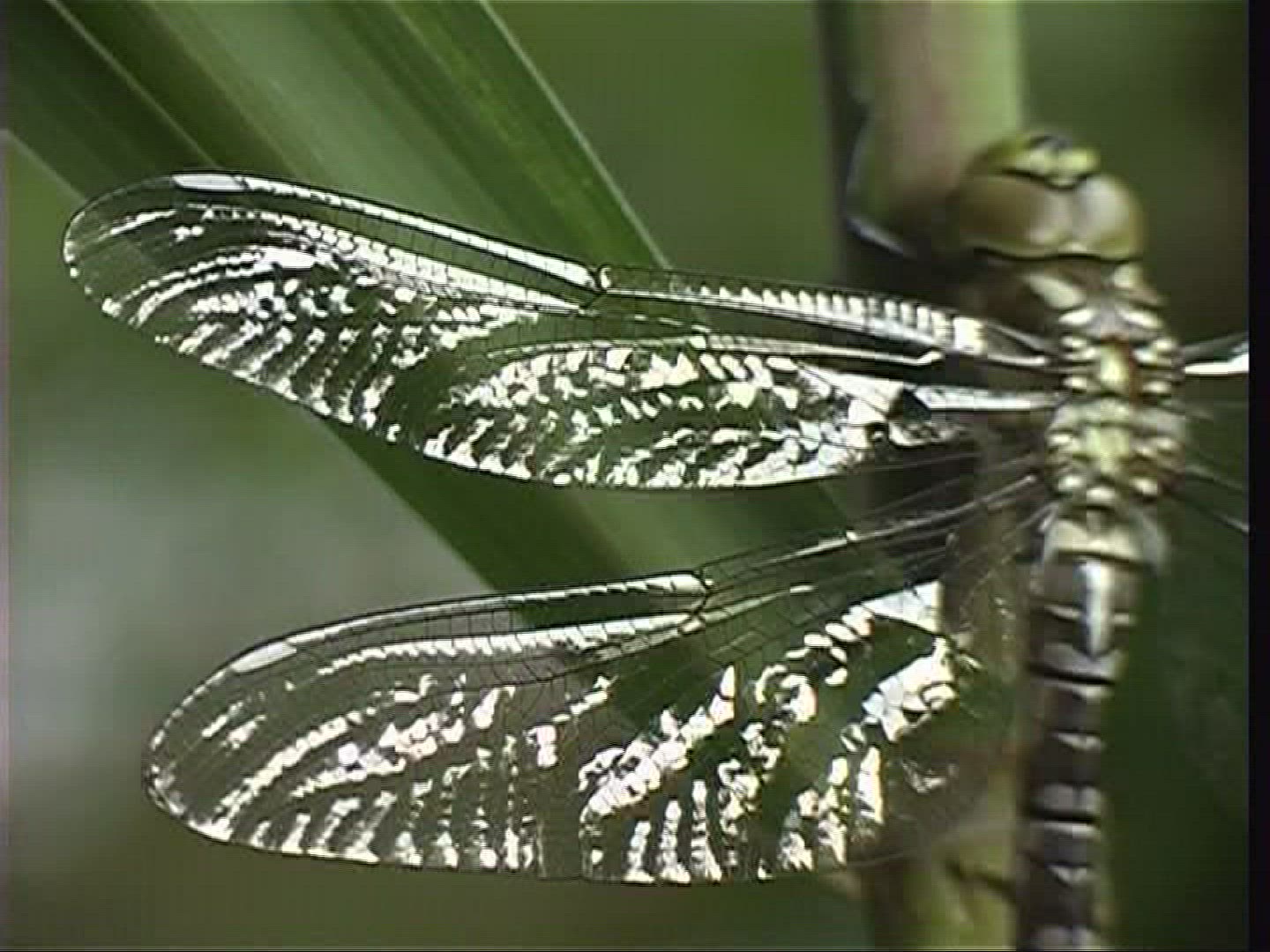 731315313 / Stipe / Hawker