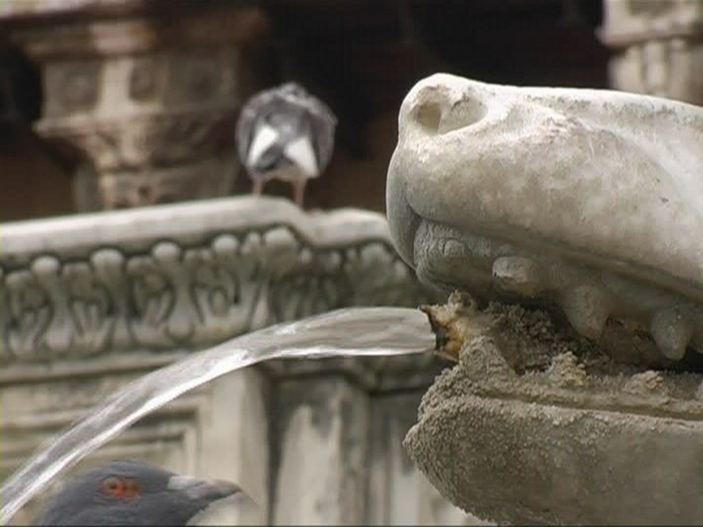 760611988 / Pigeon / Drinking / Water Jet / Germany