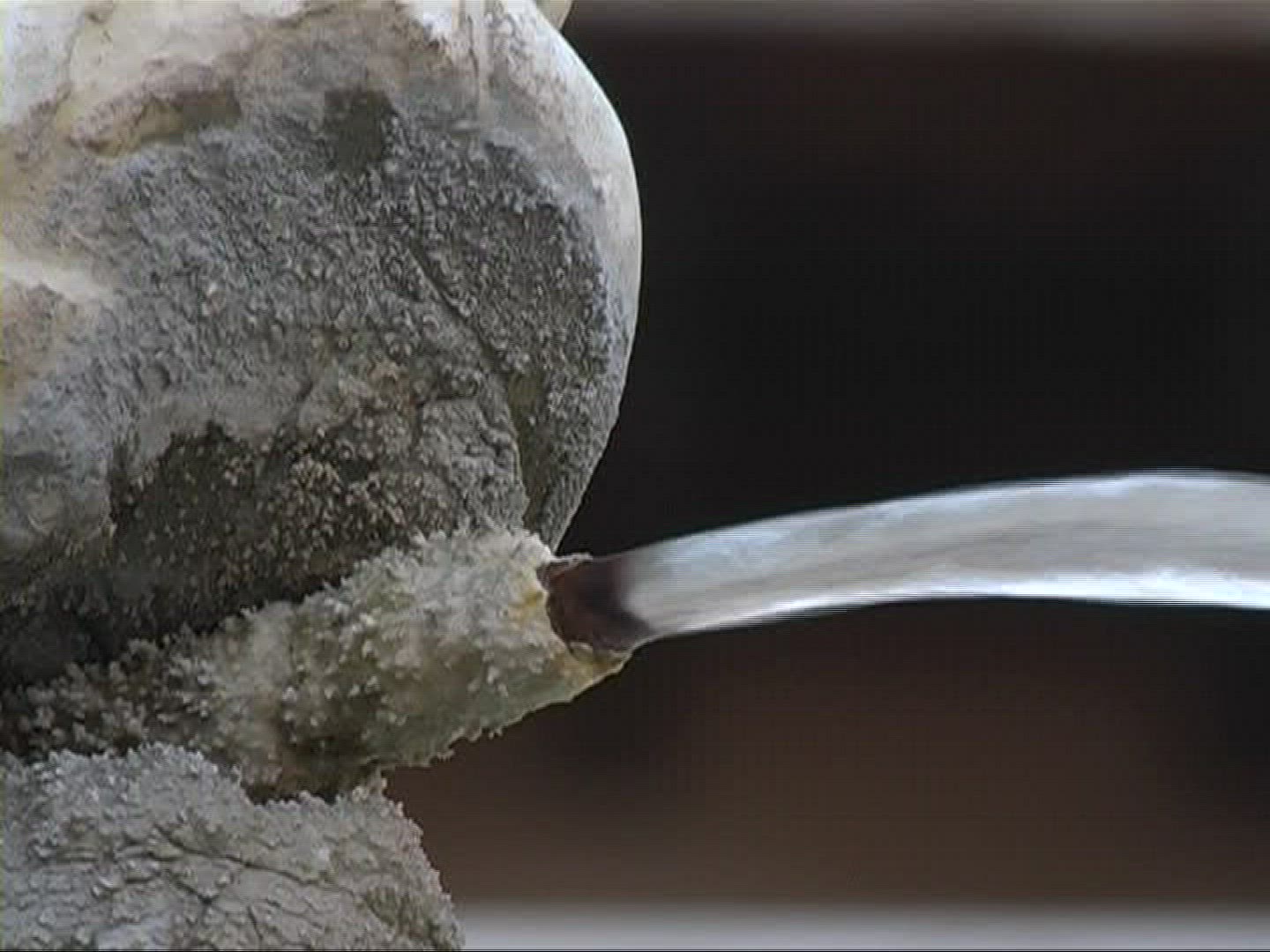 190146656 / Pigeon / Drinking / Water Jet / Germany