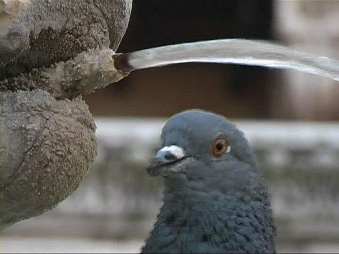 813430870 / Pigeon / Drinking / Water Jet / Germany