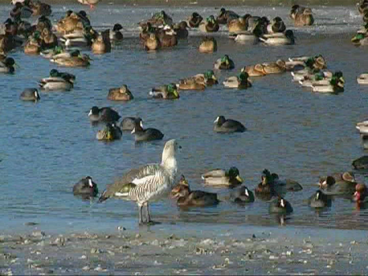 274683855 / Bird / Ice / Lake / Germany