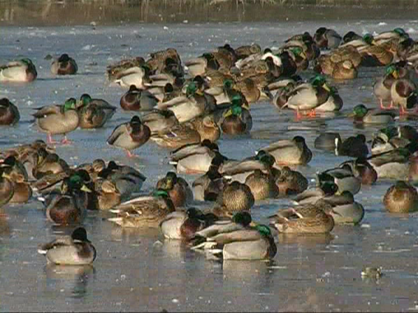 959686437 / Bird / Ice / Lake / Germany