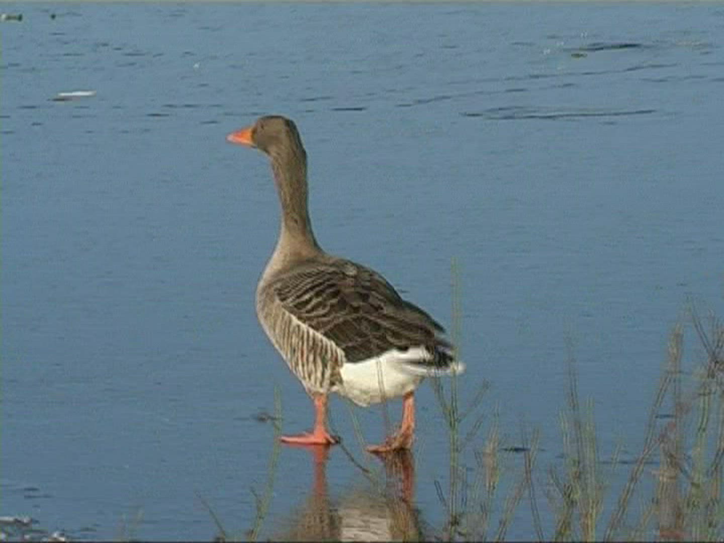 797614313 / Bird / Ice / Lake / Germany